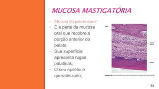 MUCOSA MASTIGATÓRIA
34
▪ Mucosa do palato duro:
▪ É a parte da mucosa
oral que recobre a
porção anterior do
palato;
▪ Sua superfície
apresenta rugas
palatinas;
▪ O seu epitélio é
queratinizado;
 