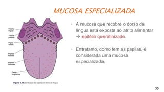 MUCOSA ESPECIALIZADA
35
▪ A mucosa que recobre o dorso da
língua está exposta ao atrito alimentar
 epitélio queratinizado.
▪ Entretanto, como tem as papilas, é
considerada uma mucosa
especializada.
 