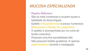 MUCOSA ESPECIALIZADA
36
▪ Papilas filiformes:
▪ São as mais numerosas e ocupam quase a
totalidade do dorso lingual;
▪ Epitélio ortoqueratinizado e possui numerosos
Melanócitos e Células de Langerhans;
▪ O epitélio é acompanhado por um cone de
tecido conjuntivo;
▪ Possuem uma fina sensibilidade tátil;
▪ Não possuem botões gustativos  apenas
papel mecânico durante a mastigação.
 