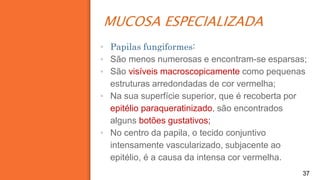 MUCOSA ESPECIALIZADA
37
▪ Papilas fungiformes:
▪ São menos numerosas e encontram-se esparsas;
▪ São visíveis macroscopicamente como pequenas
estruturas arredondadas de cor vermelha;
▪ Na sua superfície superior, que é recoberta por
epitélio paraqueratinizado, são encontrados
alguns botões gustativos;
▪ No centro da papila, o tecido conjuntivo
intensamente vascularizado, subjacente ao
epitélio, é a causa da intensa cor vermelha.
 