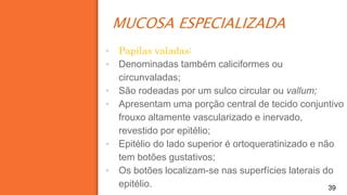 MUCOSA ESPECIALIZADA
39
▪ Papilas valadas:
▪ Denominadas também caliciformes ou
circunvaladas;
▪ São rodeadas por um sulco circular ou vallum;
▪ Apresentam uma porção central de tecido conjuntivo
frouxo altamente vascularizado e inervado,
revestido por epitélio;
▪ Epitélio do lado superior é ortoqueratinizado e não
tem botões gustativos;
▪ Os botões localizam-se nas superfícies laterais do
epitélio.
 