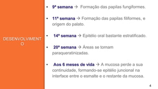 DESENVOLVIMENT
O
▪ 9ª semana  Formação das papilas fungiformes.
▪ 11ª semana  Formação das papilas filiformes, e
origem do palato.
▪ 14ª semana  Epitélio oral bastante estratificado.
▪ 20ª semana  Áreas se tornam
paraqueratinizadas.
▪ Aos 6 meses de vida  A mucosa perde a sua
continuidade, formando-se epitélio juncional na
interface entre o esmalte e o restante da mucosa.
4
 