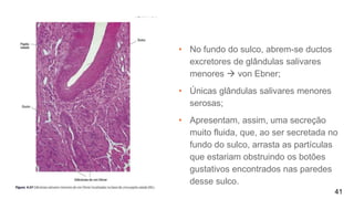 41
• No fundo do sulco, abrem-se ductos
excretores de glândulas salivares
menores  von Ebner;
• Únicas glândulas salivares menores
serosas;
• Apresentam, assim, uma secreção
muito fluida, que, ao ser secretada no
fundo do sulco, arrasta as partículas
que estariam obstruindo os botões
gustativos encontrados nas paredes
desse sulco.
 