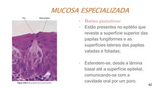 MUCOSA ESPECIALIZADA
42
▪ Botões gustativos:
▪ Estão presentes no epitélio que
reveste a superfície superior das
papilas fungiformes e as
superfícies laterais das papilas
valadas e foliadas;
▪ Estendem-se, desde a lâmina
basal até a superfície epitelial,
comunicando-se com a
cavidade oral por um poro.
 