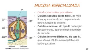 MUCOSA ESPECIALIZADA
43
▪ Células dos botões gustativos:
▪ Células escuras ou do tipo I, as mais
finas, que se localizam na periferia do
botão; função de suporte;
▪ Células claras ou do tipo II, de função
desconhecida, aparentemente também
de suporte;
▪ Células intermediárias ou do tipo III,
que são as células neuroepiteliais do
botão gustativo.
 