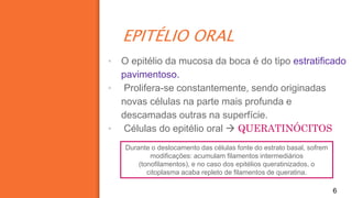 EPITÉLIO ORAL
6
▪ O epitélio da mucosa da boca é do tipo estratificado
pavimentoso.
▪ Prolifera-se constantemente, sendo originadas
novas células na parte mais profunda e
descamadas outras na superfície.
▪ Células do epitélio oral  QUERATINÓCITOS
Durante o deslocamento das células fonte do estrato basal, sofrem
modificações: acumulam filamentos intermediários
(tonofilamentos), e no caso dos epitélios queratinizados, o
citoplasma acaba repleto de filamentos de queratina.
 