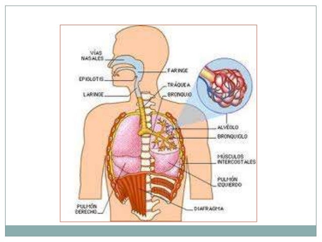 Resultado de imagen para MUCOSA