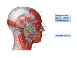 Pterigopalatina
Palatina inferior
Tiroidea superior

Ramas de la facial

 
