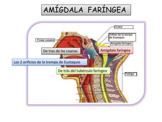 AMÍGDALA FARÍNGEA

De tras de las coanas

Amígdala faríngea

Los 2 orificios de la trompa de Eustaquio
De trás del tubérculo faríngeo

 