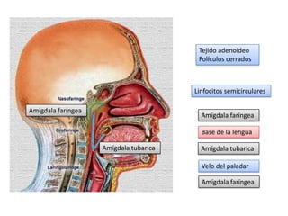 Tejido adenoideo
Folículos cerrados

Linfocitos semicirculares
Amígdala faríngea

Amígdala faríngea
Base de la lengua
Amígdala tubarica

Amígdala tubarica
Velo del paladar
Amígdala faríngea

 
