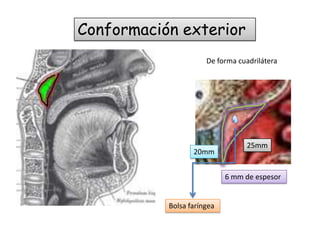 Conformación exterior
De forma cuadrilátera

20mm

25mm

6 mm de espesor

Bolsa faríngea

 