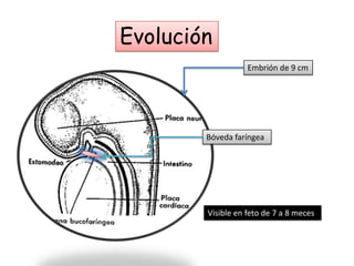 Evolución
Embrión de 9 cm

Bóveda faríngea

Visible en feto de 7 a 8 meces

 