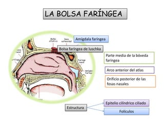 LA BOLSA FARÍNGEA

Amígdala faríngea
Bolsa faríngea de luschka

Parte media de la bóveda
faríngea
Arco anterior del atlas
Orificio posterior de las
fosas nasales

Epitelio cilíndrico ciliado
Estructura

Folículos

 