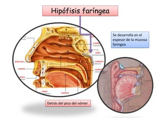 Hipófisis faríngea

Se desarrolla en el
espesor de la mucosa
faríngea

Detrás del pico del vómer

 