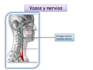 Vasos y nervios

Faríngea interna
Carótida interna

 