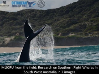 MUCRU	
  from	
  the	
  ﬁeld:	
  Research	
  on	
  Southern	
  Right	
  Whales	
  in	
  
South	
  West	
  Australia	
  in	
  7	
  images	
  
 