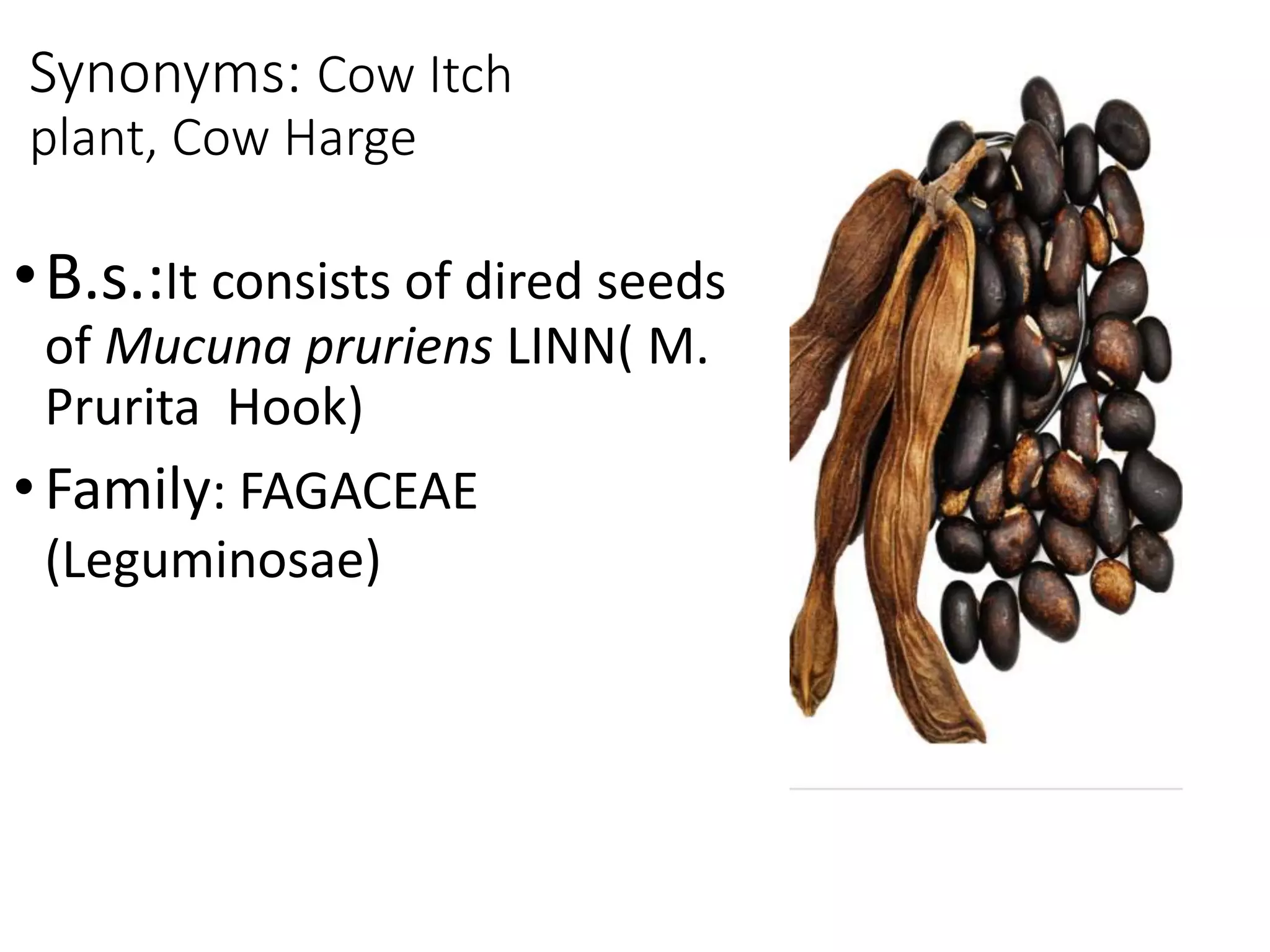 Mucuna seed | PPTX