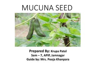 MUCUNA SEED
Prepared By: Krupa Patel
Sem – 7, APIP, Jamnagar
Guide by: Mrs. Pooja Khanpara
 
