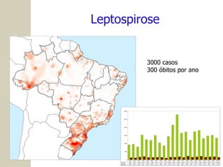 Leptospirose 3000 casos  300 óbitos por ano 