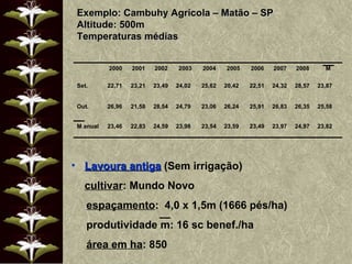 Exemplo: Cambuhy Agrícola – Matão – SP Altitude: 500m Temperaturas médias Lavoura antiga  (Sem irrigação) cultivar : Mundo Novo espaçamento :  4,0 x 1,5m (1666 pés/ha) produtividade m: 16 sc benef./ha área em ha : 850 2000 2001 2002 2003 2004 2005 2006 2007 2008 M Set. 22,71 23,21 23,49 24,02 25,62 20,42 22,51 24,32 28,57 23,87 Out. 26,96 21,58 28,54 24,79 23,06 26,24 25,91 26,83 26,35 25,58 M anual 23,46 22,83 24,59 23,98 23,54 23,59 23,49 23,97 24,97 23,82 