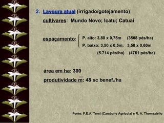 2.  Lavoura atual  (irrigado/gotejamento) cultivares :  Mundo Novo; Icatu; Catuaí espaçamento : P. alto: 3,80 x 0,75m  (3508 pés/ha) P. baixo: 3,50 x 0,5m;  3,50 x 0,60m  (5.714 pés/ha)  (4761 pés/ha) área em ha : 300 produtividade m : 48 sc benef./ha Fonte: F.E.A. Tersi (Cambuhy Agrícola) e R. A. Thomaziello 