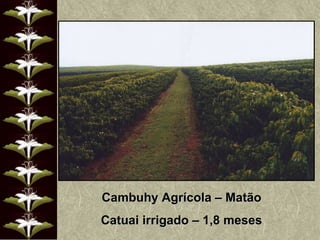 Cambuhy Agrícola – Matão Catuai irrigado – 1,8 meses 