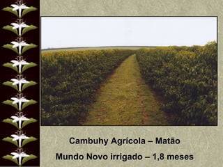 Cambuhy Agrícola – Matão Mundo Novo irrigado – 1,8 meses 