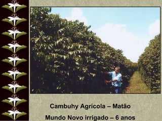 Cambuhy Agrícola – Matão Mundo Novo irrigado – 6 anos 