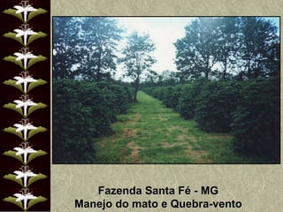 Fazenda Santa Fé - MG Manejo do mato e Quebra-vento 