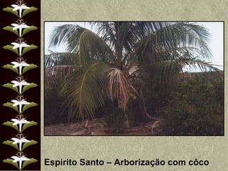 Espírito Santo – Arborização com côco 