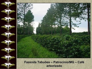 Fazenda Tabuões – Patrocínio/MG – Café arborizado 