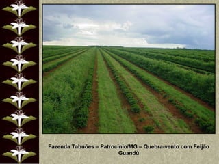 Fazenda Tabuões – Patrocínio/MG – Quebra-vento com Feijão Guandú 