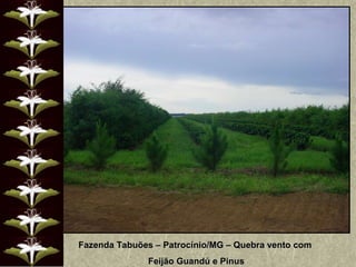 Fazenda Tabuões – Patrocínio/MG – Quebra vento com  Feijão Guandú e Pinus 