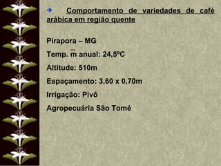 Comportamento de variedades de café arábica em região quente   Pirapora – MG Temp. m anual: 24,5ºC Altitude: 510m Espaçamento: 3,60 x 0,70m Irrigação: Pivô Agropecuária São Tomé 