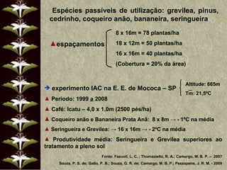 Espécies passíveis de utilização: grevilea, pinus, cedrinho, coqueiro anão, bananeira, seringueira espaçamentos 8 x 16m = 78 plantas/ha 18 x 12m = 50 plantas/ha 16 x 16m = 40 plantas/ha (Cobertura = 20% da área) experimento IAC na E. E. de Mococa – SP   Período: 1999  a  2008 Café: Icatu – 4,0 x 1,0m (2500 pés/ha) Coqueiro anão e Bananeira Prata Anã:  8 x 8m  -> - 1ºC na média Seringueira e Grevilea: -> 16 x 16m -> - 2ºC na média Produtividade média: Seringueira e Grevilea superiores ao tratamento a pleno sol Altitude: 665m Tm: 21,5ºC Fonte: Fazuoli, L. C. ; Thomaziello, R. A.; Camargo, M. B. P. –  2007 Souza, P. S. de; Gallo, P. B.; Souza, G. R. de; Camargo, M. B. P.; Pezzopane, J. R. M. - 2009 
