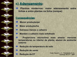 c)  Adensamento :  Plantios modernos: maior adensamento entre linhas e entre plantas na linha (renque) Consequências : Menor produção/pé Maior produção/ha Estressa menos o cafeeiro Mantém o cafeeiro mais enfolhado Proporciona microclima mais ameno: menores temperaturas no interior da planta, abaixo do ambiente externo Redução da temperatura do solo Redução de vento Redução da ET Fonte: Fazuoli, L. C. ; Thomaziello, R. A.; Camargo, M. B. P. – 2007 