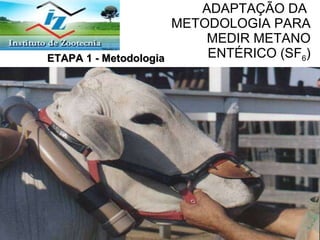 ADAPTAÇÃO DA  METODOLOGIA PARA MEDIR METANO ENTÉRICO (SF 6 ) ETAPA 1 - Metodologia   