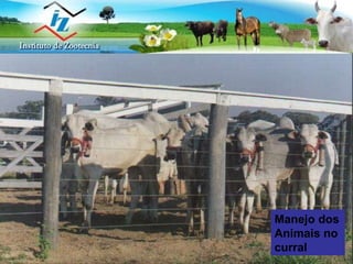 Manejo dos Animais no curral 