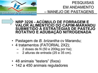 NRP 3226 - ACÚMULO DE FORRAGEM E VALOR ALIMENTÍCIO DO CAPIM-MARANDU SUBMETIDO À ESTRATÉGIAS DE PASTEJO ROTATIVO E ADUBAÇÃO NITROGENADA   Pastagem de  B. brizantha  cv Marandu; 4 tratamentos (FATORIAL 2X2); 2 doses de N (50 e 200kg por ha); 2 alturas de entrada (25 e 35 cm). 48 animais “testers” (fixos) 142 a 450 animais reguladores PESQUISAS  EM ANDAMENTO  – MANEJO DE PASTAGENS 