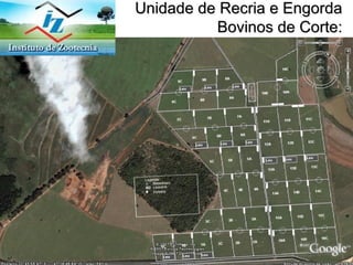Unidade de Recria e Engorda Bovinos de Corte : 