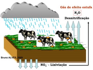 NO 3 -  - Lixiviação Bruno ALVES, 2009 Desnitrificação N 2 O Gás de efeito estufa 