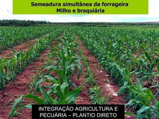 Semeadura simultânea da forrageira  Milho e braquiária INTEGRAÇÃO AGRICULTURA E PECUÁRIA – PLANTIO DIRETO 