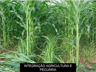 INTEGRAÇÃO AGRICULTURA E PECUÁRIA 