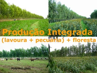 Produção Integrada  (lavoura + pecuária) + floresta PORFÍRIO (2009) 