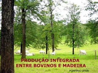 PRODUÇÃO INTEGRADA ENTRE BOVINOS E MADEIRA PORFÍRIO (2009) 