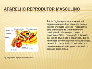 Aparelho reprodutor masculinoPénis: órgão reprodutor e excretor do organismo masculino, contendo noseu interior um ducto (a uretra) responsável pela eliminação da urina e também condução do sémen que contem os espermatozóides. Esse órgão é formado por tecido cavernoso e esponjoso, que se intumesce devido à grande vascularização, de acordo com a libido do indivíduo em ocasião à reprodução, proporcionando a erecção deste órgão.Fig.5 Aparelho reprodutor masculino