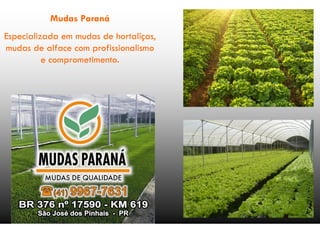 Mudas Paraná
Especializada em mudas de hortaliças,
mudas de alface com profissionalismo
          e comprometimento.
 