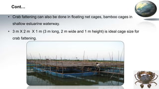 Mud Crab Farming Tarang Shah PPTX mud-crab-farming-tarang-shah-pptx