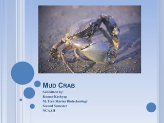 MUD CRAB
Submitted by:
Kumar Kashyap
M. Tech Marine Biotechnology
Second Semester
NCAAH
 