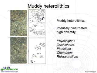 Sedimentology 2/1
Muddy heterolithics.
Intensely bioturbated,
high diversity.
Phycosiphon
Teichichnus
Planolites
Chondrites
Rhizocorallium
Muddy heterolithics
 